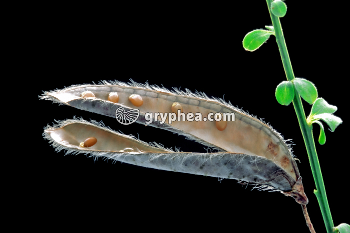 Genêt (Cytisus scoparius) - Gousse âgée déhiscente avec graines - gryphea.org